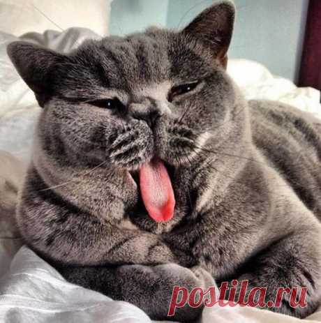 Солидный котофей!