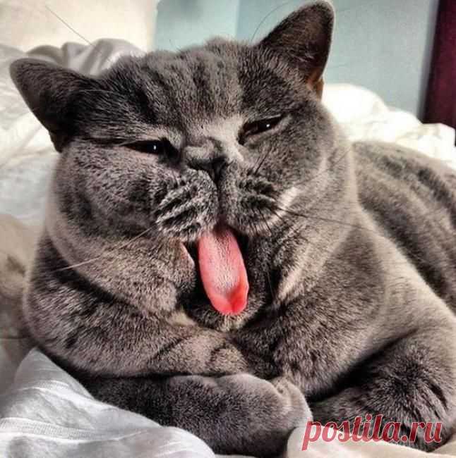 Солидный котофей!