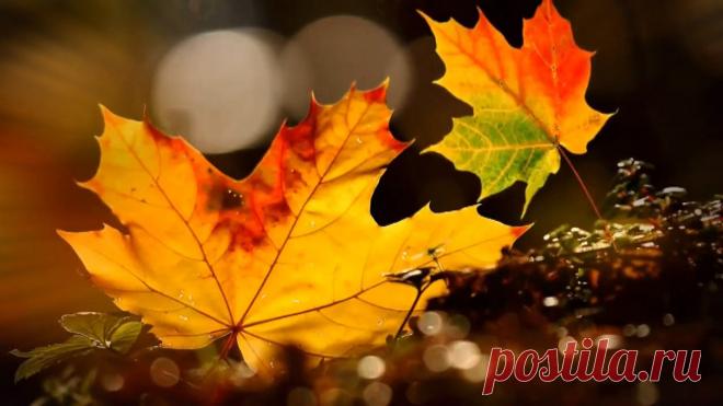 Листья падают вверх.   Вадим Манцев и Андрей Куряев.