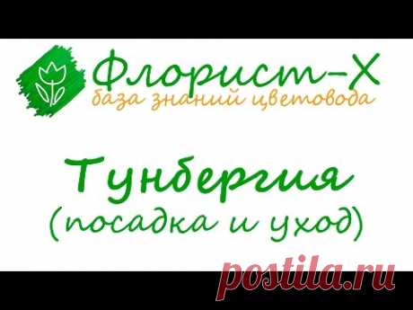 Цветок тунбергия – посадка и уход, выращивание тунбергии из семян