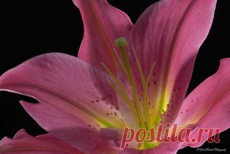 Письмо «сообщение Schamada : Макро - фотографии от DAVID BOSTOCK (21:46 03-06-2014) [3907317/326672349]» — Schamada — Яндекс.Почта