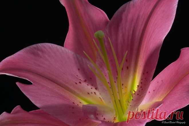 Письмо «сообщение Schamada : Макро - фотографии от DAVID BOSTOCK (21:46 03-06-2014) [3907317/326672349]» — Schamada — Яндекс.Почта