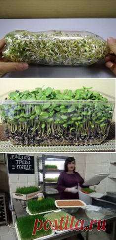 (963) Pinterest - Удивительный лайфхак! Использование пластиковой бутылки для выращивания ростков бобовых | просто вкусная еда