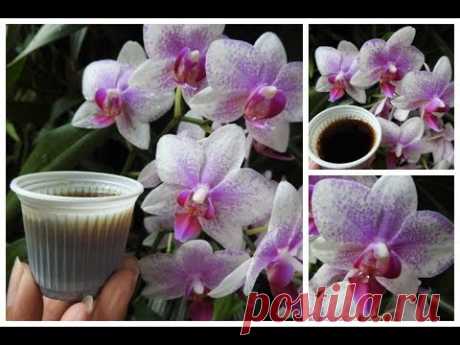 👉 Coloque CAFÉ Nas Suas ORQUÍDEAS e Veja que INCRÍVEL!!  👍🌷