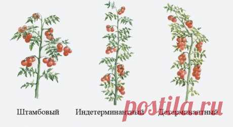 КАК ПАСЫНКОВАТЬ ТОМАТЫ

Томат отращивает многочисленные боковые побеги (пасынки) из пазух листьев, расположенных на главном стебле. Если их не удалять, они мощно разовьются, и растение превратится в многостебельный куст с многочисленными цветами. Но все его силы будут направлены не столько на образование плодов, сколько на наращивание зеленой массы. Вызреть завязавшиеся плоды не успеют. Приступая к пасынкованию, нужно знать, к какому типу относится данный сорт.
Показать полностью…