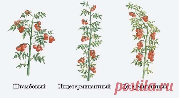 КАК ПАСЫНКОВАТЬ ТОМАТЫ

Томат отращивает многочисленные боковые побеги (пасынки) из пазух листьев, расположенных на главном стебле. Если их не удалять, они мощно разовьются, и растение превратится в многостебельный куст с многочисленными цветами. Но все его силы будут направлены не столько на образование плодов, сколько на наращивание зеленой массы. Вызреть завязавшиеся плоды не успеют. Приступая к пасынкованию, нужно знать, к какому типу относится данный сорт.
Показать полностью…