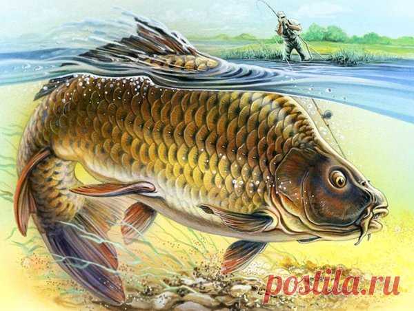 Снасть, которая всегда ловит. Подробно в картинках | жерех | Яндекс Дзен