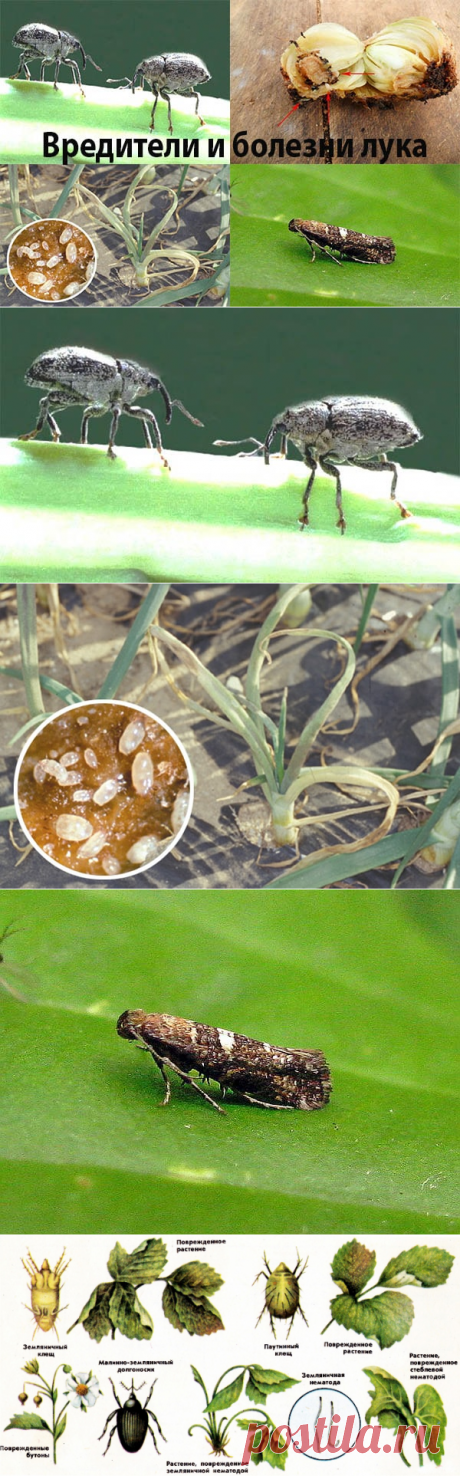 Вредители и болезни лука