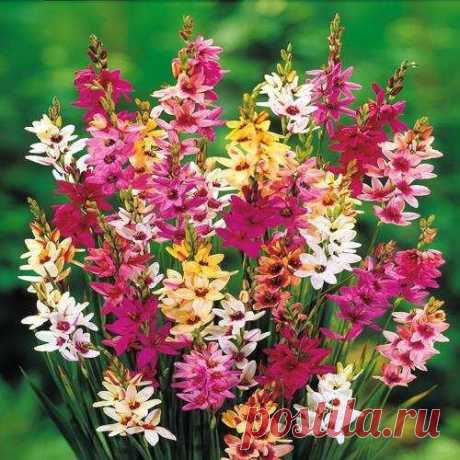 Buy your Ixia hybrid mix Twinkle Toes cheap online at Bulbsdirect - Free delivery