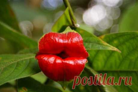 Известные и не очень сведения о растениях - Поцелуй природы - Psychotria Elata