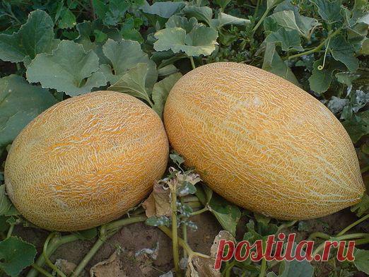 Как вырастить дыню?