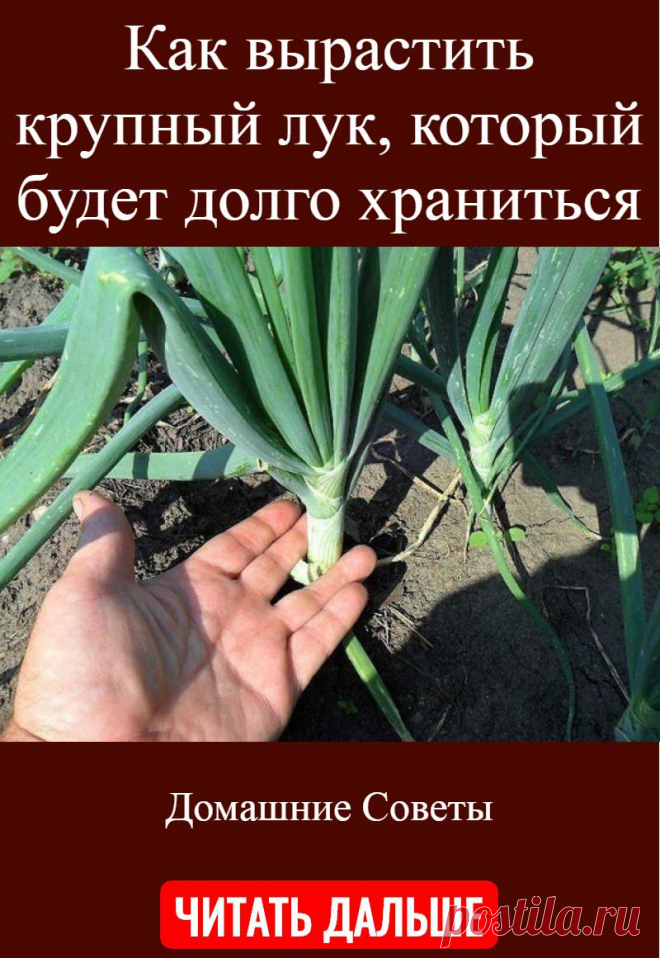 Как вырастить крупный лук, который будет долго храниться