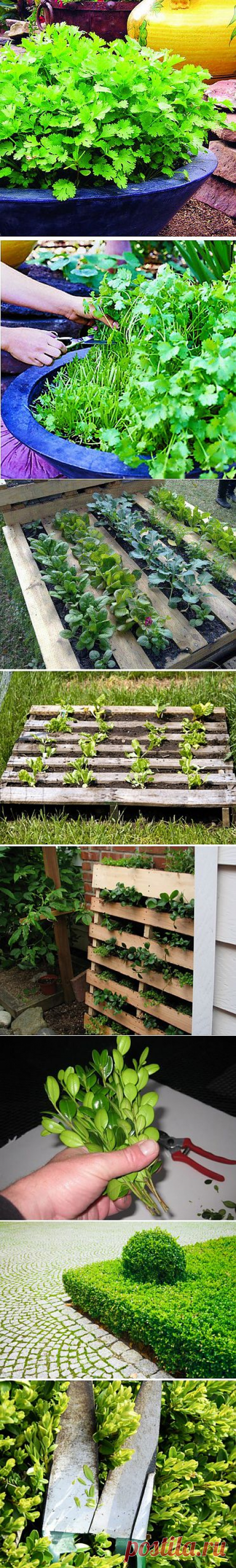 Советы огородникам и садоводам.