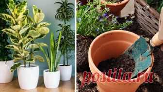 Растут как на дрожжах: натуральная подкормка, которая понравится любым растениям ...