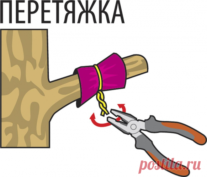 Обхитрить яблоню. Как заставить дерево плодоносить?