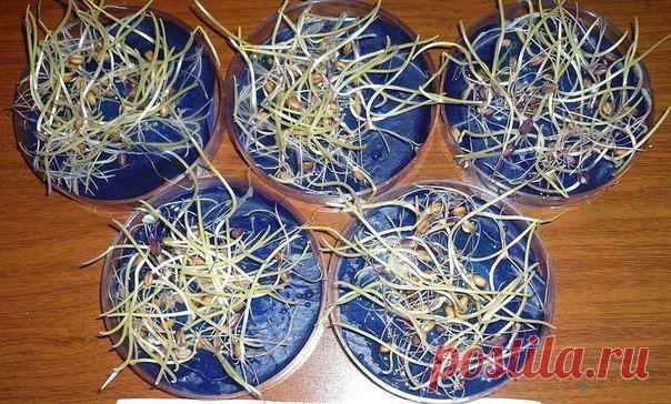 ВОДКА ДЛЯ БЫСТРОГО ПРОРАСТАНИЯ СЕМЯН
Сохраните, чтобы не потерять!