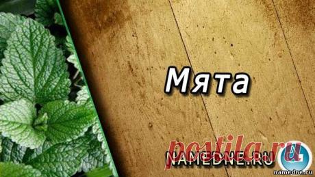 Мята - лечебные свойства - Названия растений М - Лечебные травы - Народные рецепты - "NAMEDNE" - НАРОДНЫЕ СРЕДСТВА