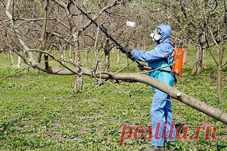Сроки проведения обработки сада мочевиной с медным купоросом весной | 6 соток