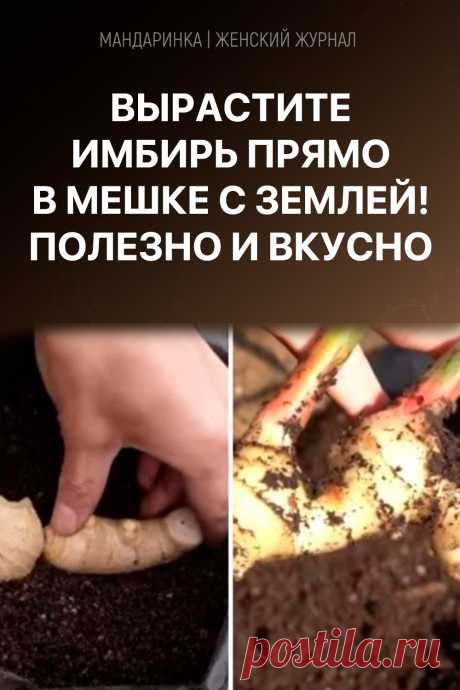Вырастите имбирь прямо в мешке с землей! Полезно и вкусно