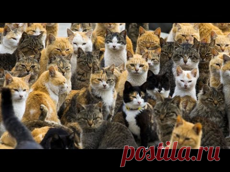 КАК СПАСТИ КОШКУ, ЕСЛИ #КОШКИ_ВОЛОКУТ_ЛАПЫ. КОТЯТА #ВОЛОКУТ_ЛАПЫ_СОБАКИ #КАЛЬЦИЙ #90 #oldenburgru - YouTube