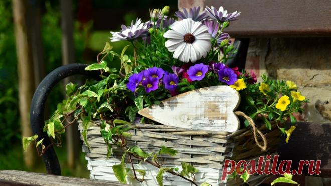 Выбираем самые ароматные растения для цветников