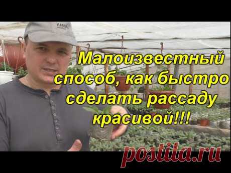Мы делаем так с рассадой всегда! Открываем секреты красивой и здоровой рассады!(проверено!!!)