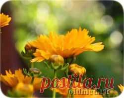 Календула лекарственная | Народная медицина