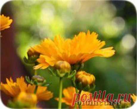Календула лекарственная | Народная медицина