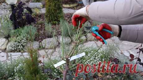 Как правильно укрывать штамбовую розу на зиму? Видео — Ботаничка