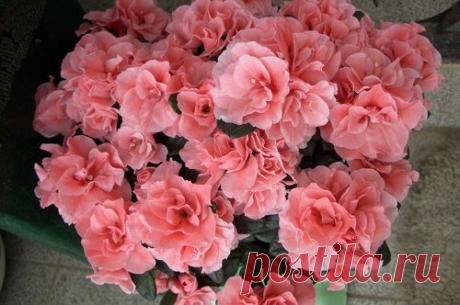 Азалия индийская в доме: выгонка и особенности ухода | Подмосковье