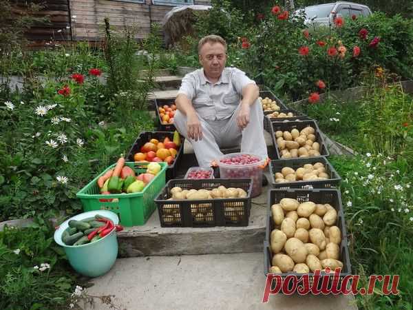 Подкормка для овощей от Игоря Лядова | Моё хобби
