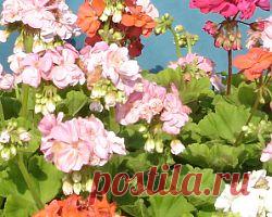 ПОЧЕМУ ГЕРАНЬ НЕ ЦВЕТЕТ?.