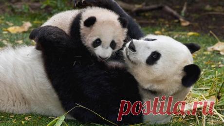 Маме-панде вернули малыша! Невероятно трогательный ролик, прям до слез 
https://youtu.be/hm8pi50_3U8
https://timeallnews.ru/30393-mame-pande-vernuli-malysha-never...