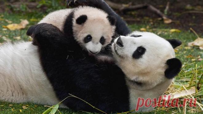 Маме-панде вернули малыша! Невероятно трогательный ролик, прям до слез 
https://youtu.be/hm8pi50_3U8
http://timeallnews.ru/30393-mame-pande-vernuli-malysha-never...