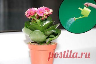 Полив каланхоэ при выращивании в домашних условиях Увлажнение почвы – необходимая часть по уходу за любым растением. Каланхоэ требуется поливать по мере необходимости, не допускать избытка жидкости или длительного пересыхания грунта. Несмотря на то, ч...