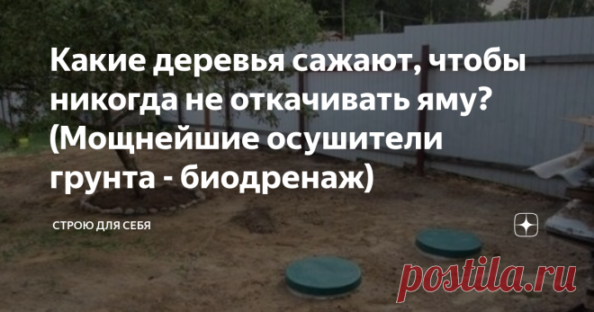 Какие деревья сажают, чтобы никогда не откачивать яму? (Мощнейшие осушители грунта - биодренаж) Данная статья посвящена осушению грунта выгребных ям - но это всего лишь частный случай. Естественным образом, за счет растений, осушать территорию реально не только вблизи выгребных ям, но даже если участок или его часть находится в низине и страдает от проливных дождей или таяния снега весной или очень высокого УГВ