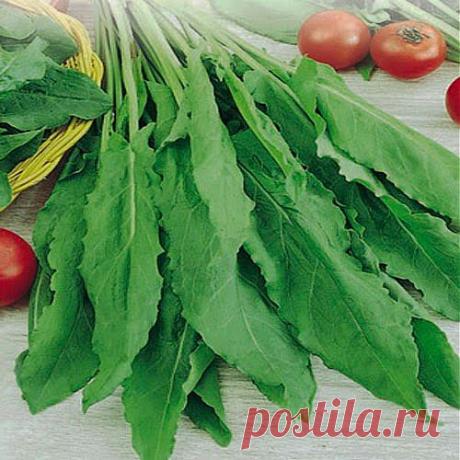 Щавель – от поноса избавленье | Друг пенсионера
Щавель — мое самое любимое рас­тение на даче. Почему? Да потому, что оно самое неприхотливое и сов­сем не требует ухода. Я отвела под щавель самые затененные, неподхо­дящие для других растений места.