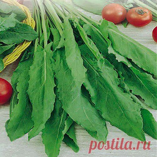 Щавель – от поноса избавленье | Друг пенсионера
Щавель — мое самое любимое рас­тение на даче. Почему? Да потому, что оно самое неприхотливое и сов­сем не требует ухода. Я отвела под щавель самые затененные, неподхо­дящие для других растений места.