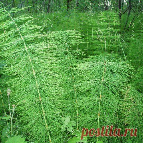 «Неопознанные объекты» | Друг пенсионера
У мамы после обследования были выявлены камни в почках, которые являлись причиной сильных болей в пояснице. Но камни бывают разными — оксалатными, фосфатными.