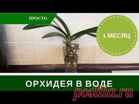 Орхидея в Воде Без Грунта