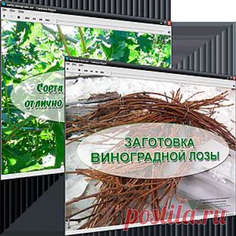 ЕСЛИ ВЫ УСТАЛИ ИСКАТЬ НУЖНУЮ ИНФОРМАЦИЮ О ВЫРАЩИВАНИИ ВИНОГРАДА,ПРЕДЛАГАЮ ВАМ ПОДПИСАТЬСЯ НА БЕСПЛАТНЫЕ ВИДЕОКУРСЫ И ПОЛЕЗНЫЕ СОВЕТЫ ПО ВЫРАЩИВАНИЮ ВИНОГРАДА,ЗАПОЛНИВ ПРОСТУЮ ФОРМУ ЗДЕСЬ