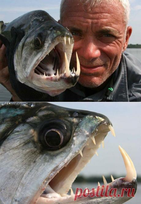 Самые страшные речные монстры (110 фото) | Прикольные картинки, интересные фотографии, фото девушек, смешные и интересные видео, фото приколы
