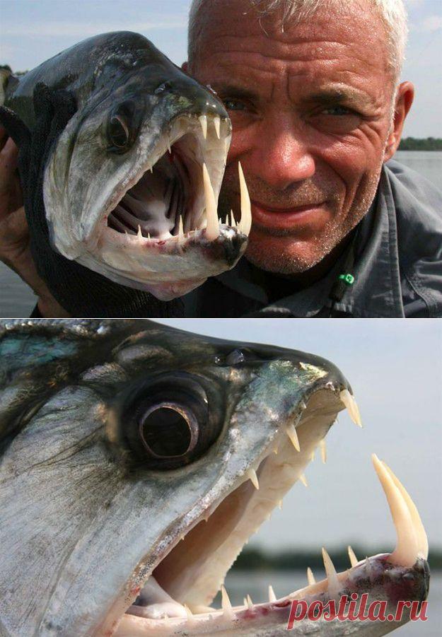 Самые страшные речные монстры (110 фото) | Прикольные картинки, интересные фотографии, фото девушек, смешные и интересные видео, фото приколы