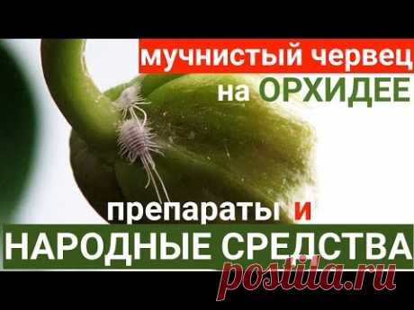 мучнистый червец на орхидее