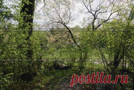 Trees in park forest, nature background Стоковое фото, фотограф Ilaronsia / Фотобанк Лори