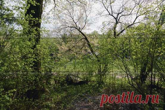 Trees in park forest, nature background Стоковое фото, фотограф Ilaronsia / Фотобанк Лори