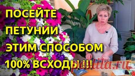 Как правильно посеять петунии. ПОСЕВ ПЕТУНИЙ удаётся всегда! Будете с цветами!