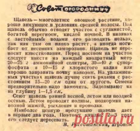 Выращиваем щавель