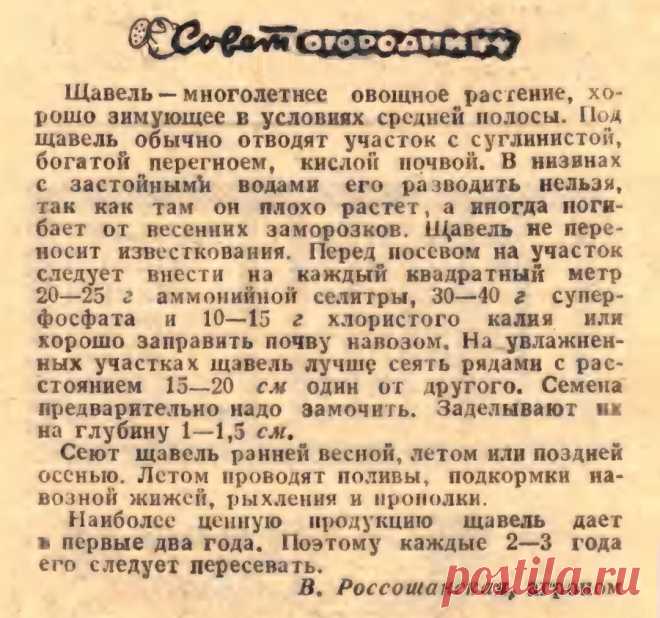 Выращиваем щавель