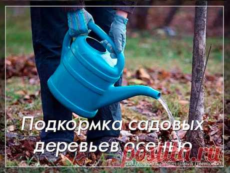 Подкормка садовых деревьев осенью

- Навоз - свежим навозом подкармливать плодовые деревья нельзя, лучше производить подкормку перепревшим или полуперепревшим навозом. Перепревший навоз самое лучшее удобрение, в нем содержится минимальное количество аммиака, в нем нет вредных организмов, он повышает плодородность почвы и способствует увеличению урожайности. Чтобы получить перепревший навоз нужно дать ему "дойти" 2-3 года. Навоз вносят в приствольный круг деревьев при осенн...